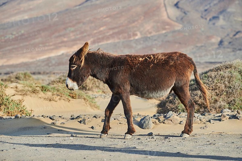 African wild ass (Equus africanus asinus ) in barren landscape