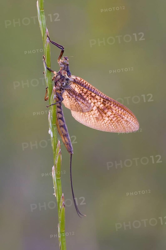 Mayfly (Ephemeroptera) sitting on an ear of grass in warm light