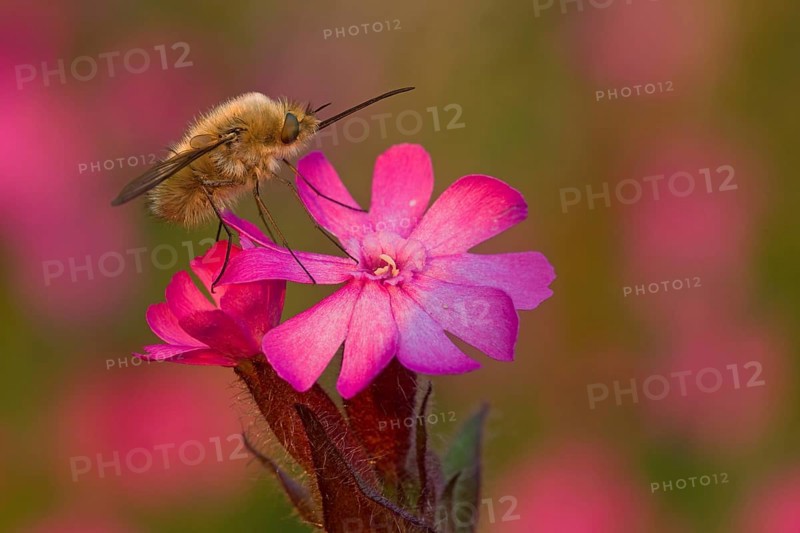 Bee fly (Bombyliidae) sitting on wild carnation in warm light