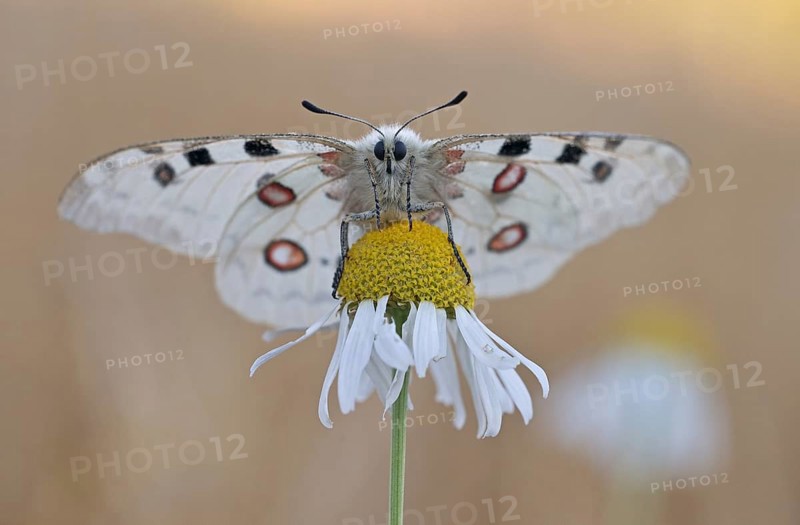 Apollo (parnassius apollo) is attached to true camomile (Matricaria chamomilla L.)