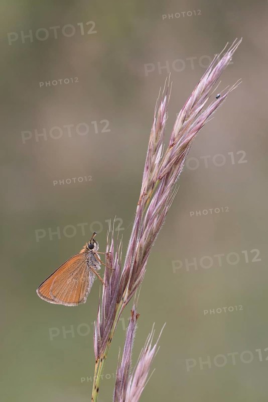 Brownheaded butterfly (Thymelicus sylvestris) sitting on an ear of grass