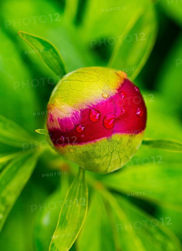 European peony