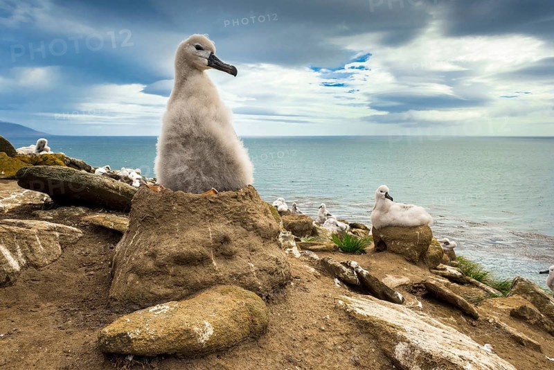 Black-browed Albatross (Thalassarche melanophris) chick on its nest