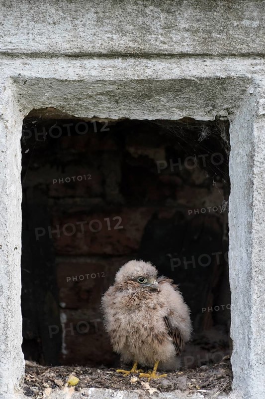Young Common Common Kestrel (Falco tinnunculus) in nest in an empty wayside shrine