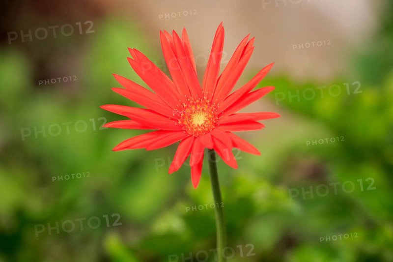 Barberton Daisy (Gerbera) (Gerber daisy jamesonii)