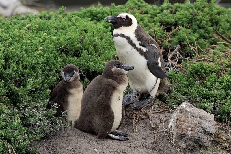 African penguin (Spheniscus demersus)