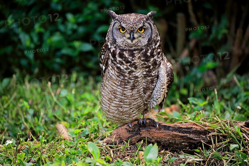 Spotted Eagle-Owl (Bubo africanus)