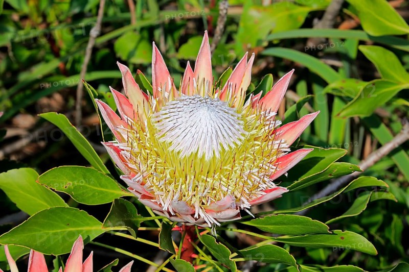 King Protea (Protea cynaroides)