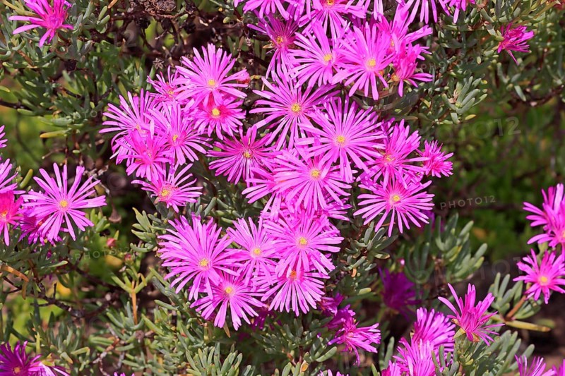 Ice Plant