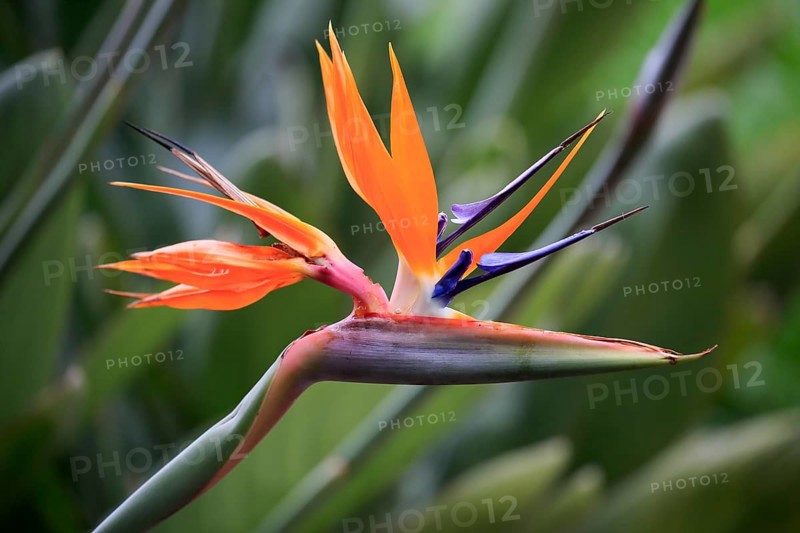 Strelitzia (Strelitzia reginae)