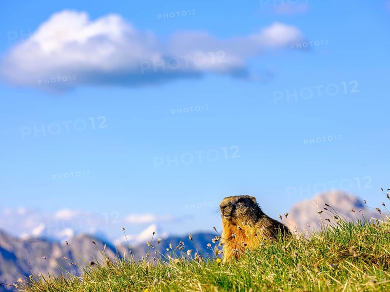Alpine Marmot (Marmota marmota) in natural habitat