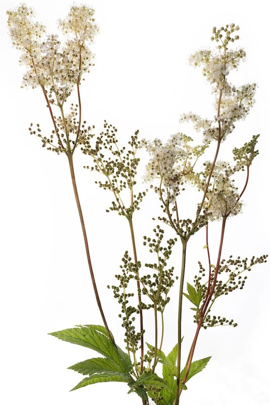 Meadowsweet (Filipendula ulmaria) on white background