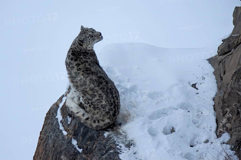 Snow leopard (Panthera uncia) on rock