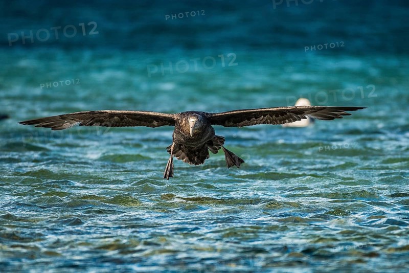 Southern giant petrel (Macronectes giganteus) lands on water