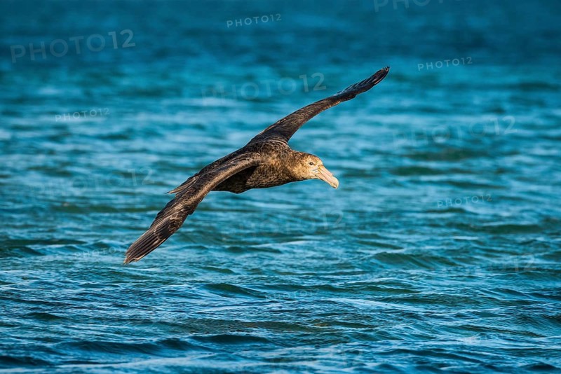 Southern giant petrel (Macronectes giganteus) in flight