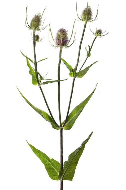 Wild teasel (Dipsacus fullonum) on white background