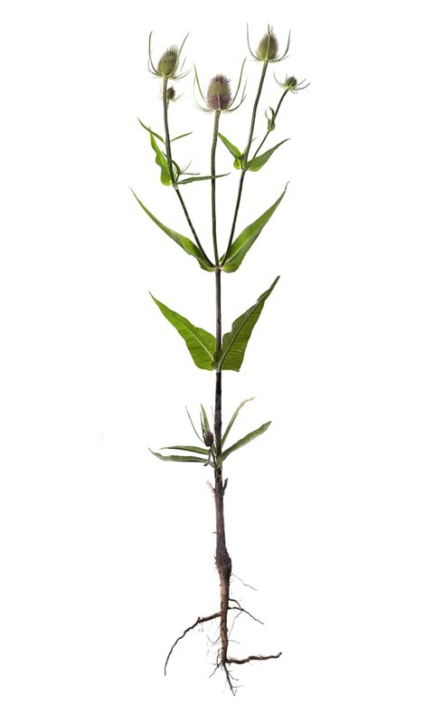 Wild teasel (Dipsacus fullonum) on white background