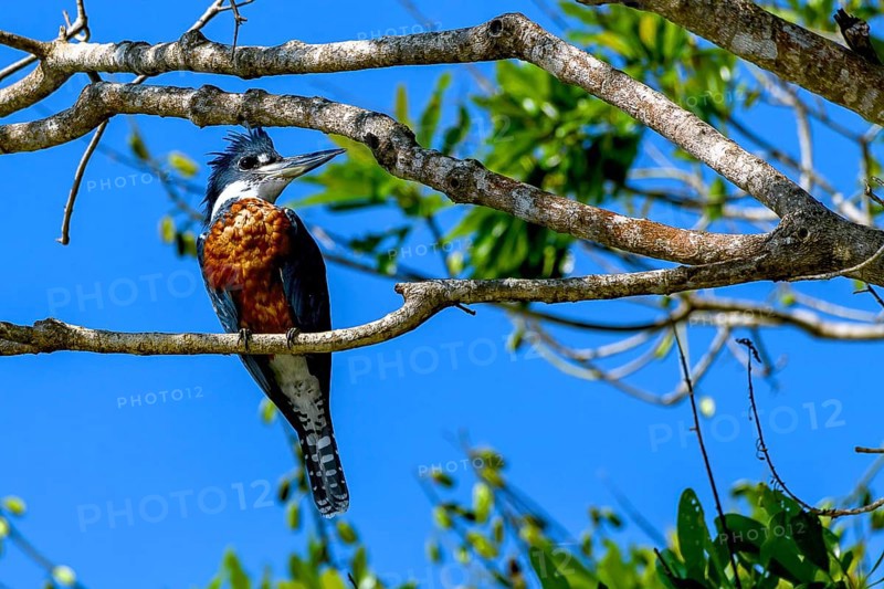 Ringed kingfisher (Megaceryle torquata)