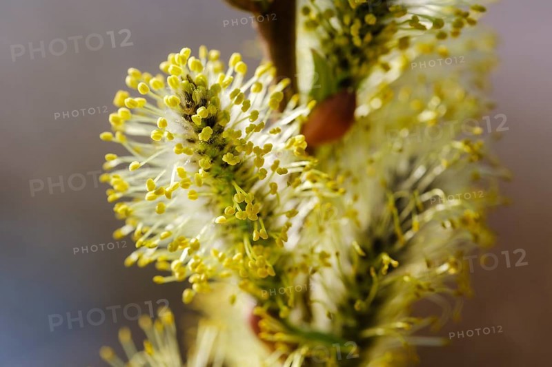 Willow catkin of the Goat willow (Salix caprea)