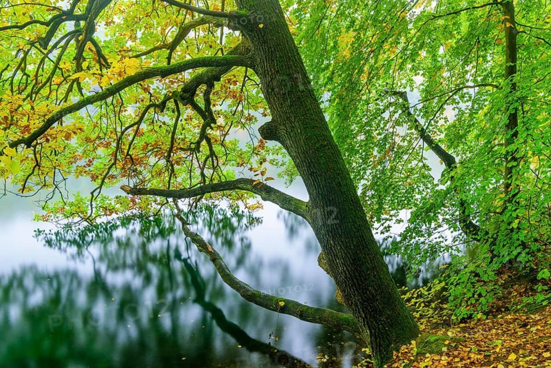 View of the lake Schmaler Luzin in the Feldberger Seenlandschaft in autumn