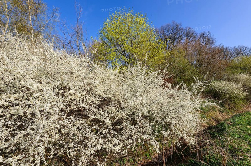 Flowering sloe hedge in spring