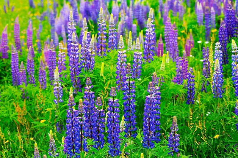 Lupines