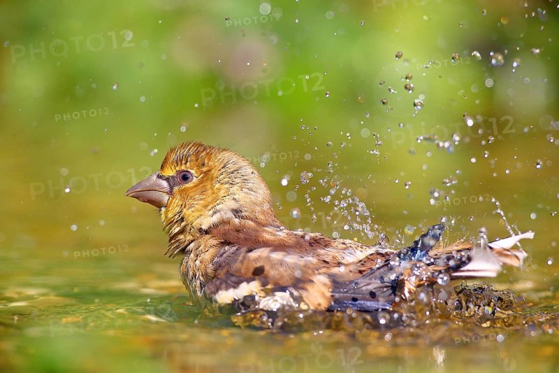 Hawfinch (Coccothraustes coccothraustes) Young bird bathes in shallow water