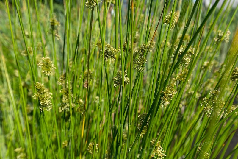 Soft rush (Juncus effusus )