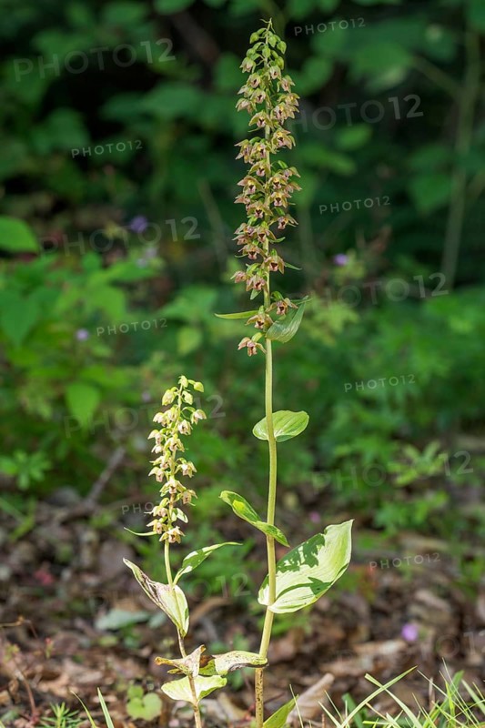 Broad-leaved helleborine (Epipactis helleborine ) Baden-Wuerttemberg