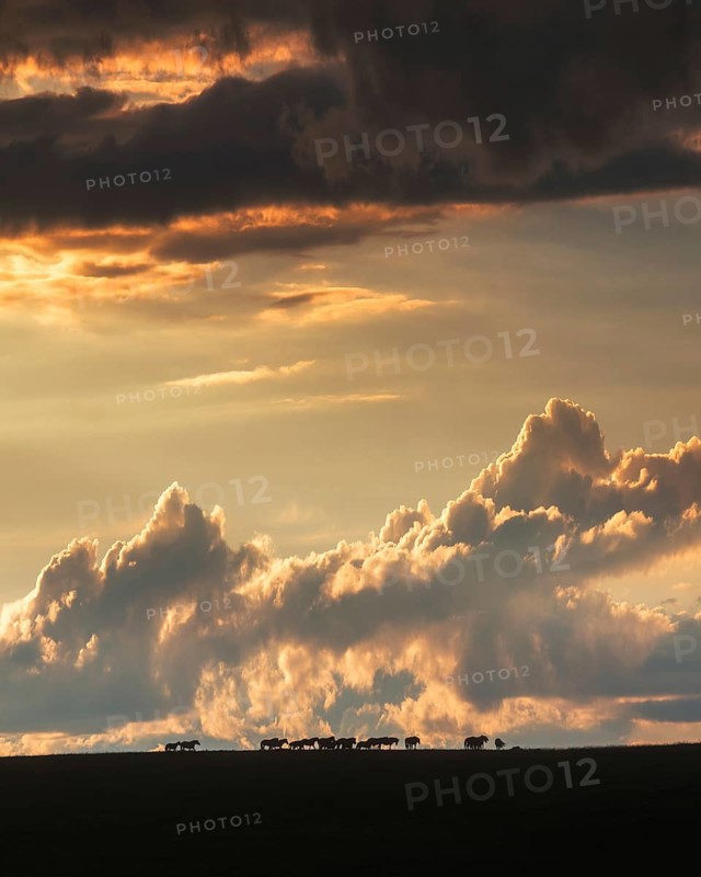 Mongolian steppe. Khentii province