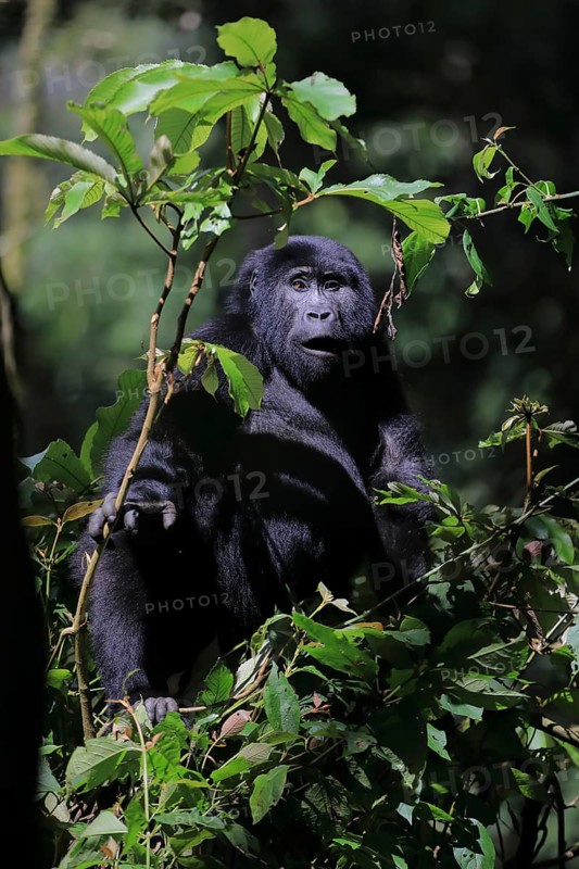 Mountain gorilla (Gorilla beringei beringei) Primates (Anthropoidea