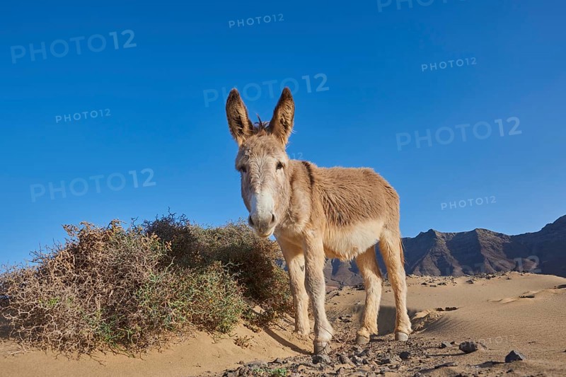 African wild ass (Equus africanus asinus ) at the beach