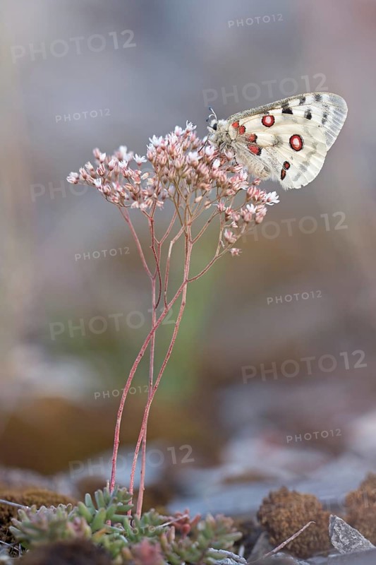 Apollo (Parnassius apollo) sitting on white stonecrop (Sedum album)