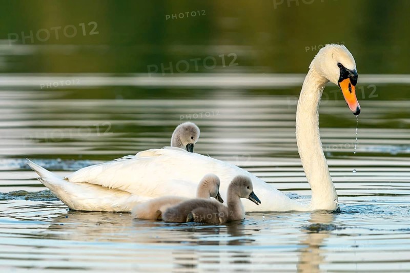 Mute swan (cygnus olor)