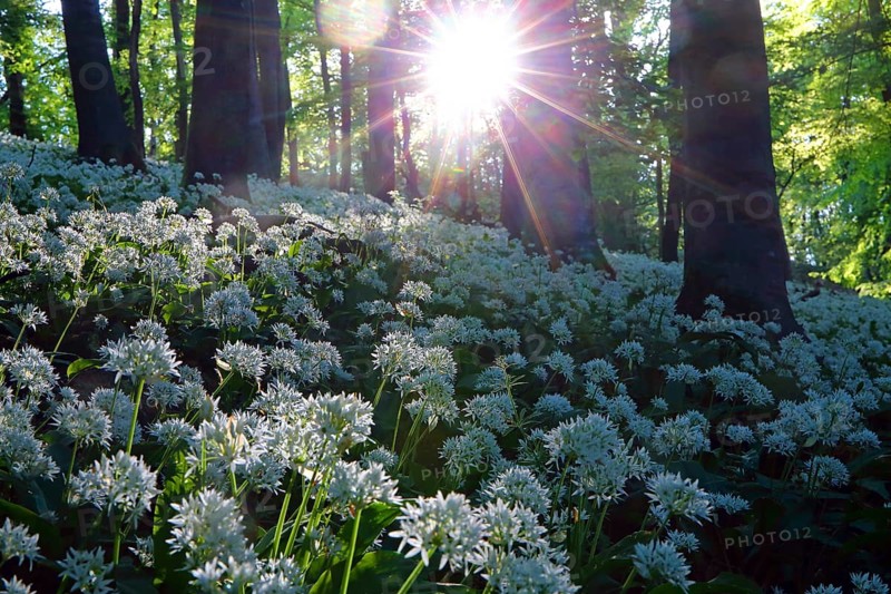 Bloomer (Allium ursinum)
