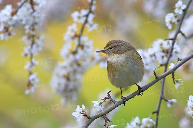 Common chiffchaff or (Phylloscopus collybita) on flowering blackthorn branch