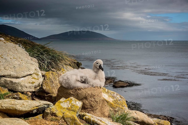 Black-browed Albatross (Thalassarche melanophris) chick on its nest