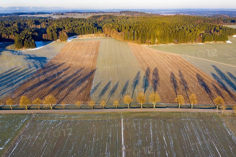 Row of trees with long shadows