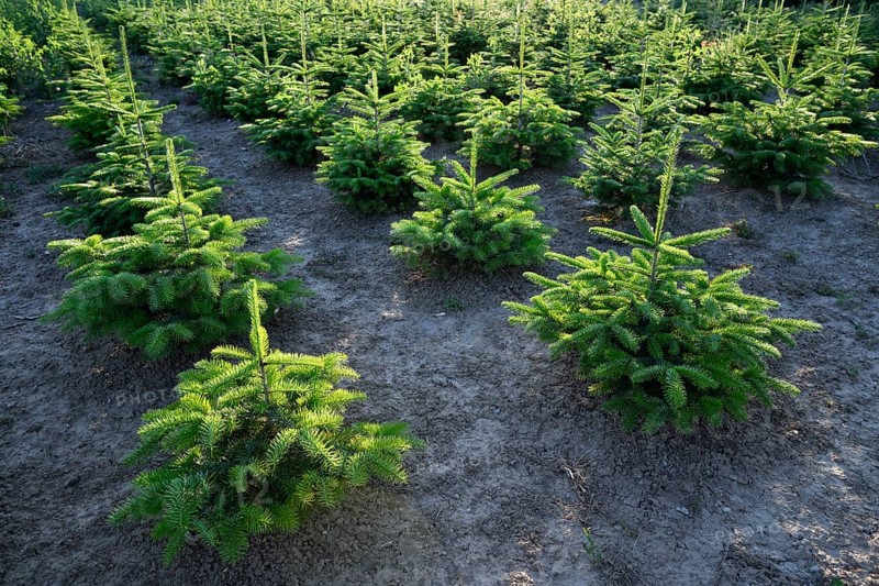 Reforestation of Nordmann firs as Christmas trees
