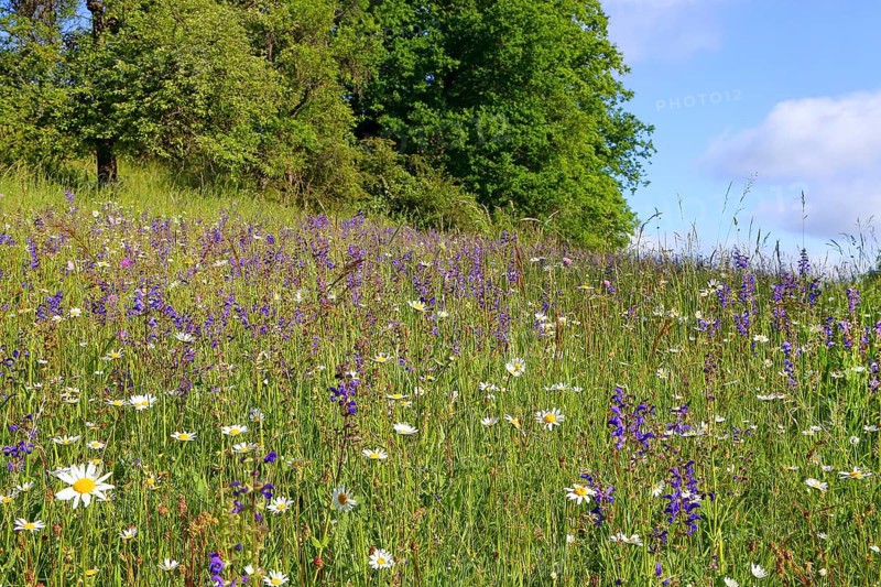 Colourful flowering species-rich meadow in spring