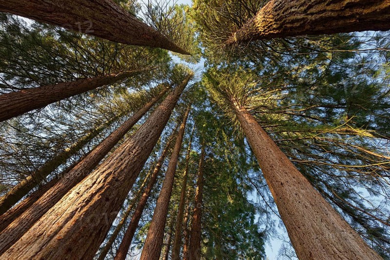 Group of Giant sequoiasn (Sequoiadendron giganteum) at sunrise