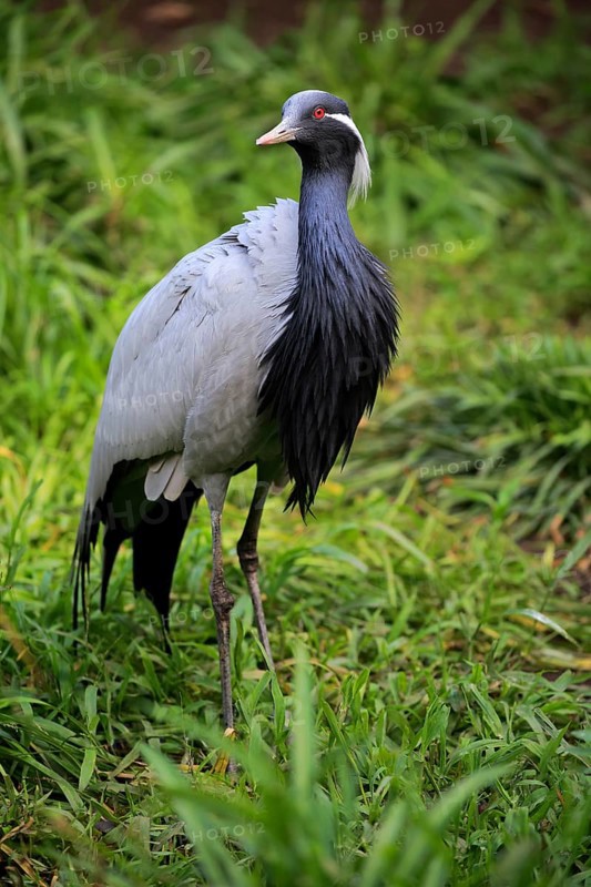 Demoiselle crane (Anthropoides virgo)