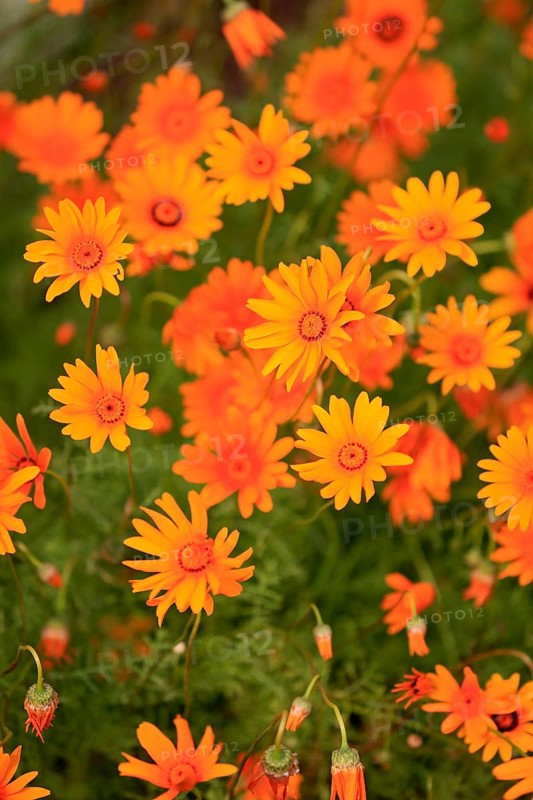 Namaqua parachute daisy (Ursinia calenduliflora )