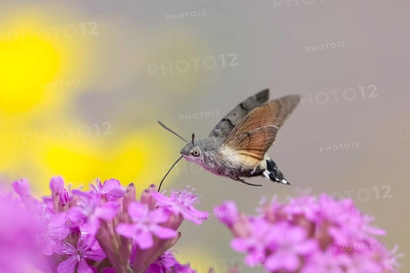 Hummingbird hawk-moth (Macroglossum stellatarum)