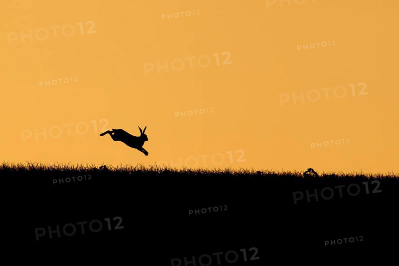 Brown hare (Lepus europaeus) adult leaping on a hill at sunset