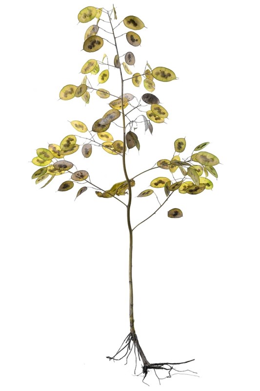 Annual honesty (Lunaria annua) with ripe pods on white background