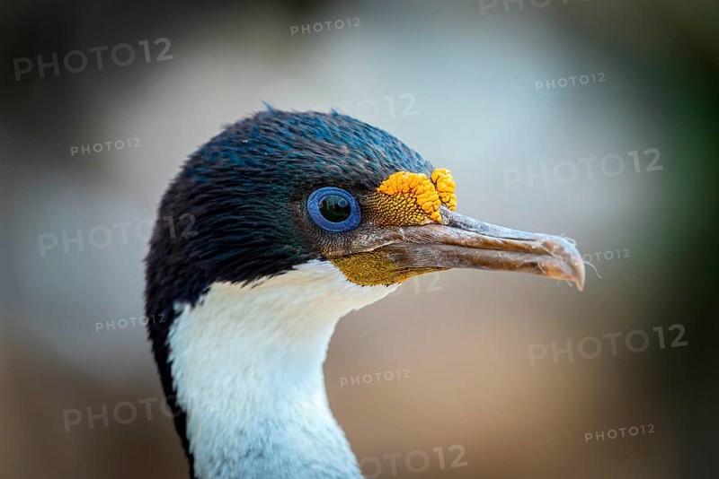 Imperial shag (Phalacrocorax atriceps)
