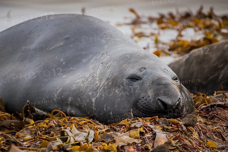 Southern elephant seal (Mirounga leonina)