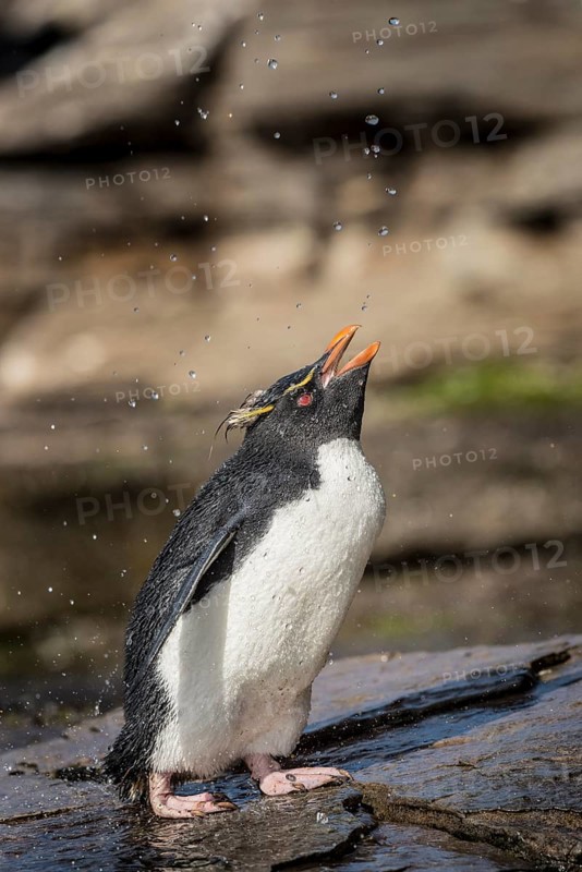 Rockhopper Penguin (Eudyptes chrysocome) cleans its plumage at a fresh water site