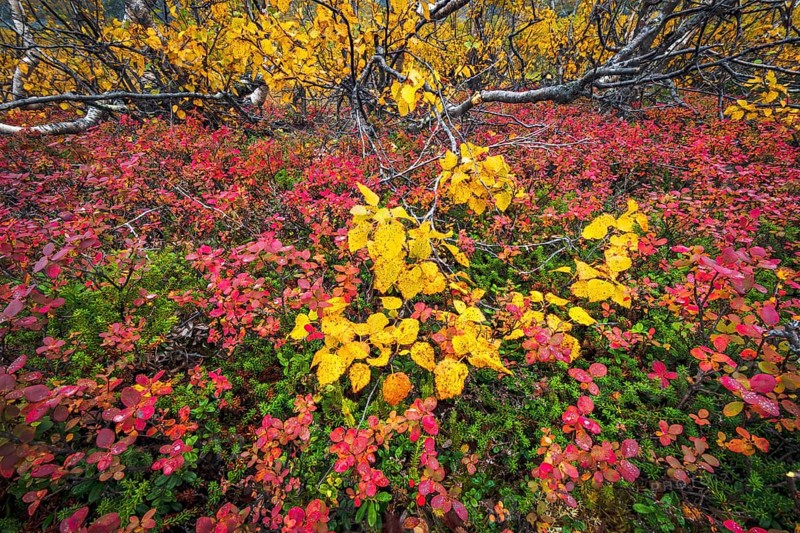Autumnally discolored vegetation